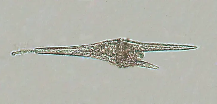 La carte Dinophyta