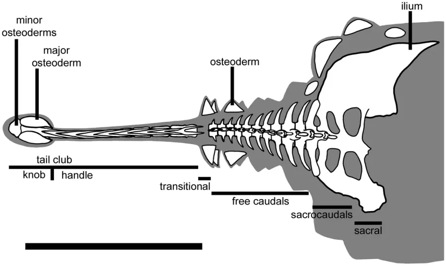 The Dyoplosaurus card