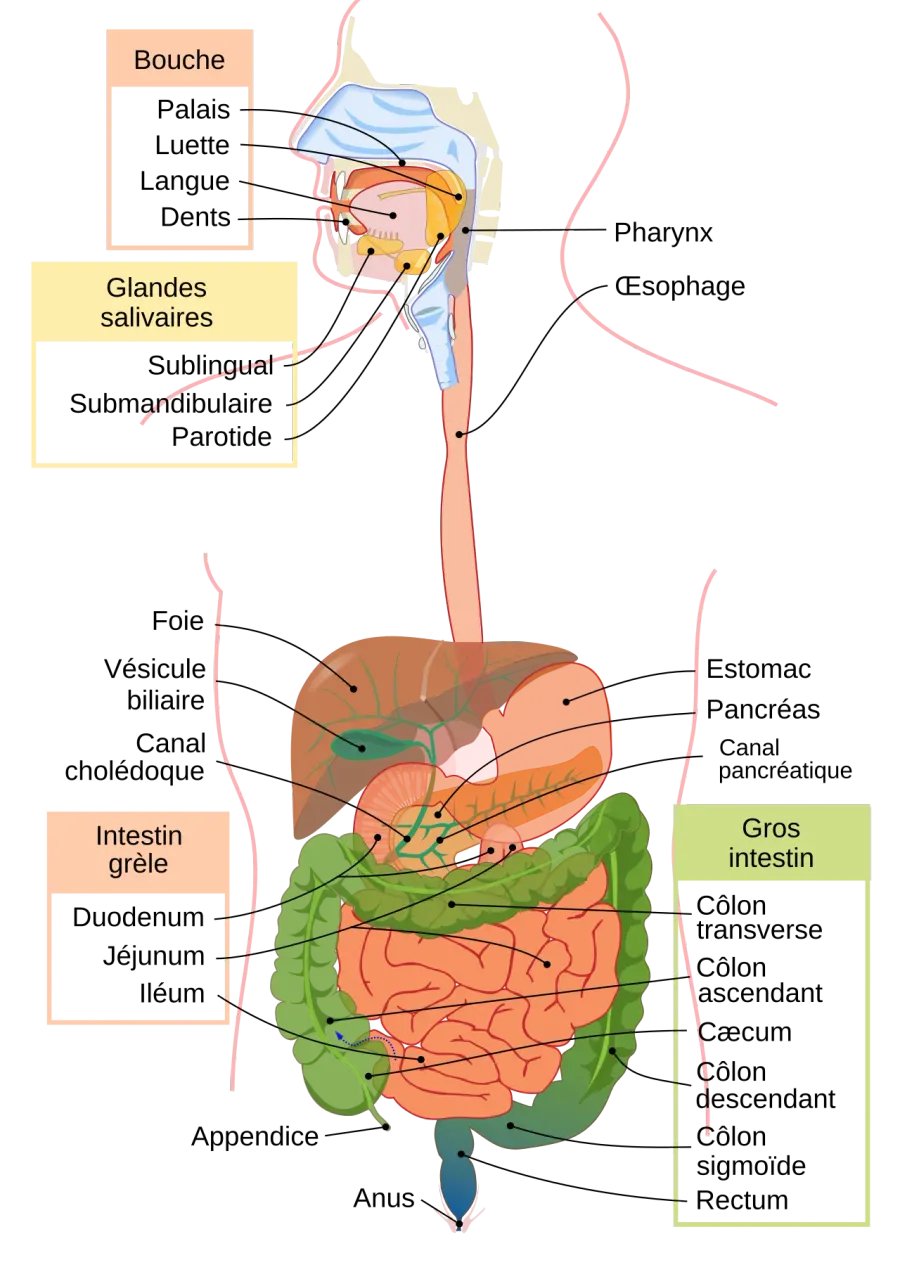 La carte Gastro-entérologie