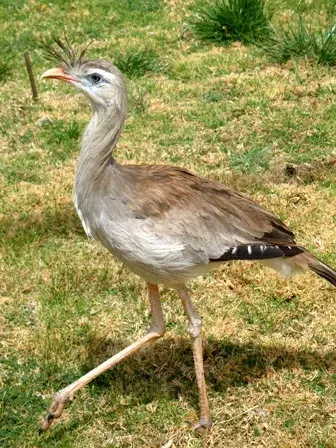La carte Cariamiformes