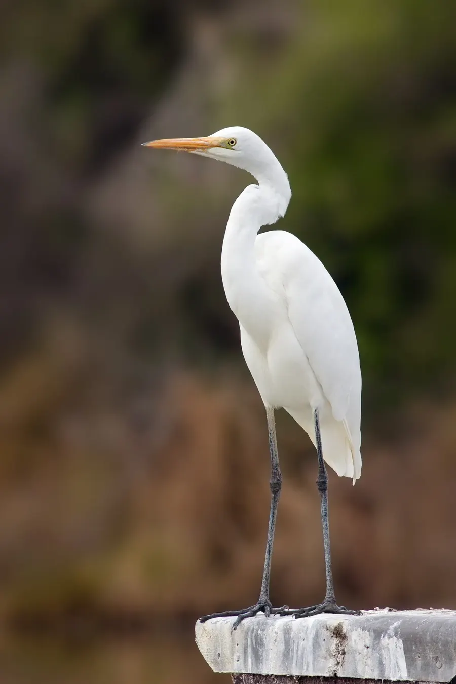 La carte Ardea alba modesta