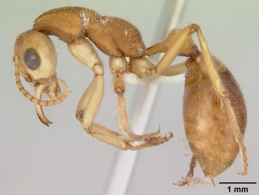 La carte Nothomyrmecia macrops