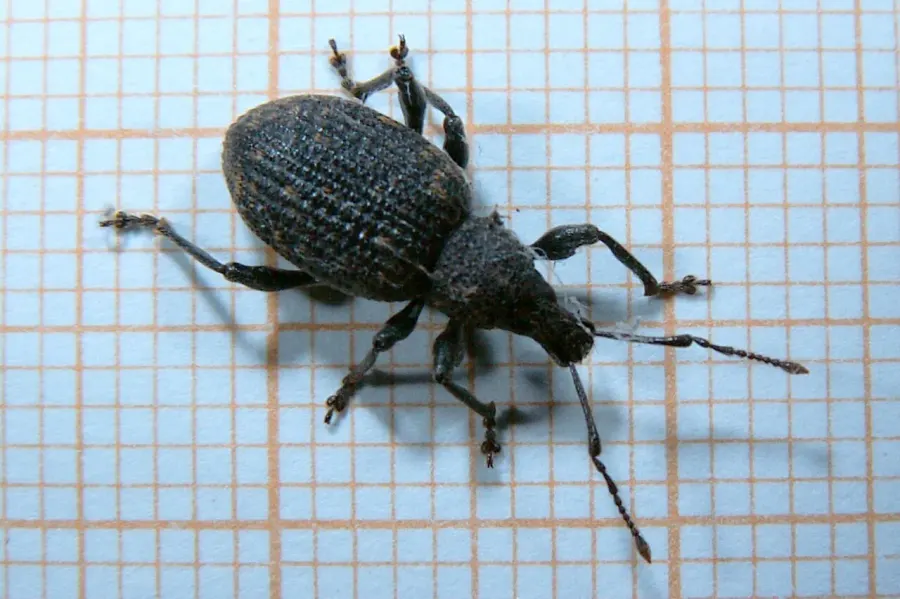 La carte Otiorhynchus