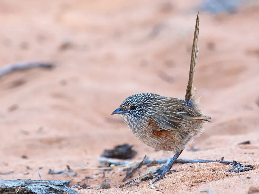 The Western grasswren card