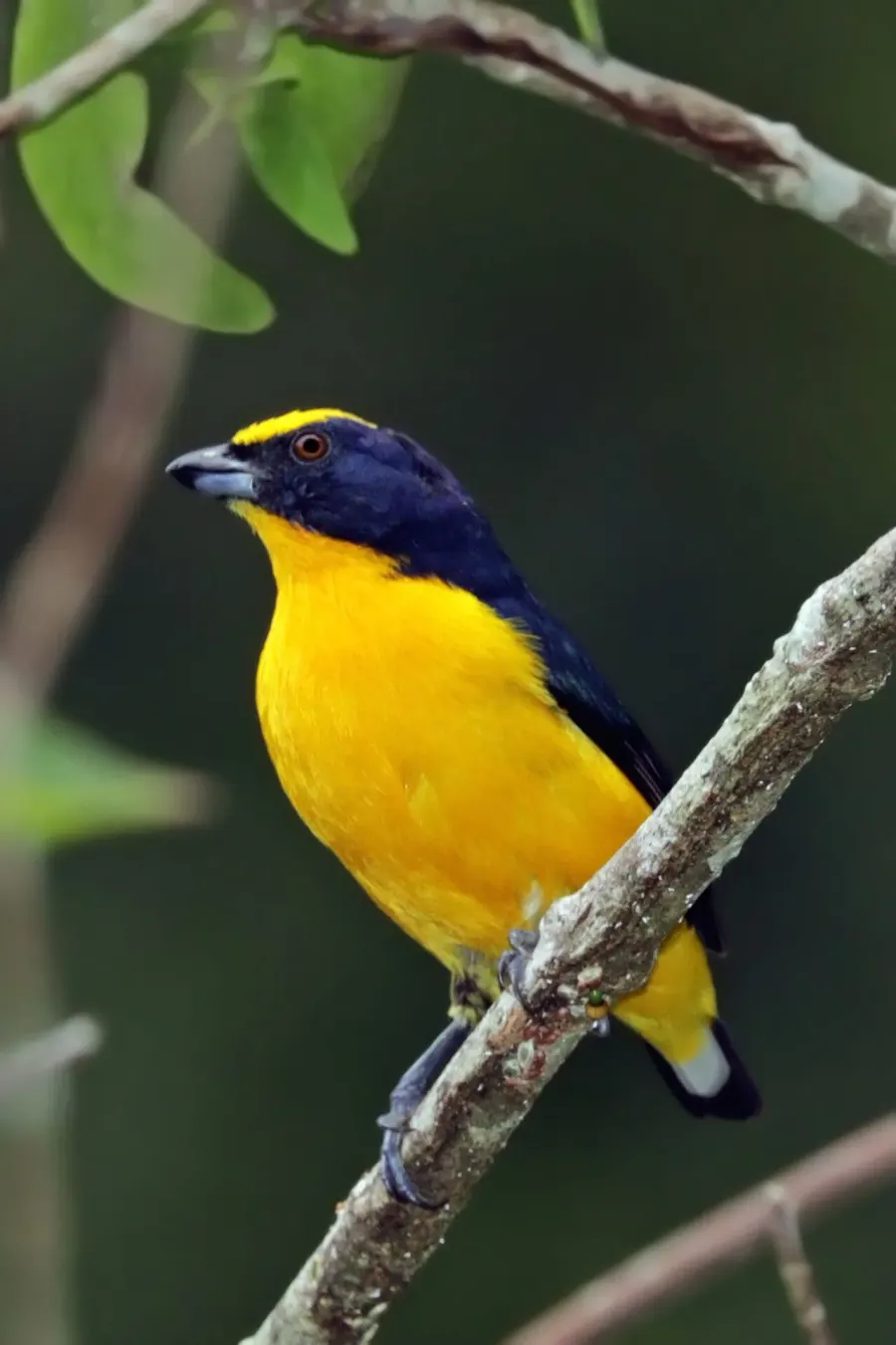 The Thick-billed euphonia card