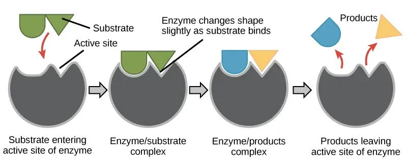 La carte Substrat enzymatique