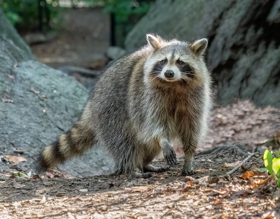 The Raccoon card
