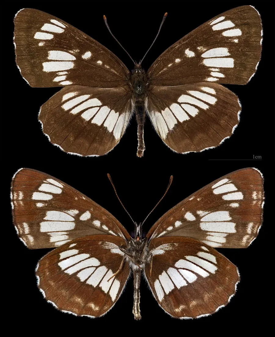 The Neptis rivularis card
