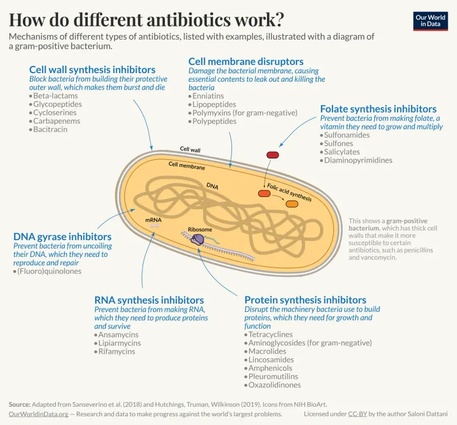 La carte Antibiotique