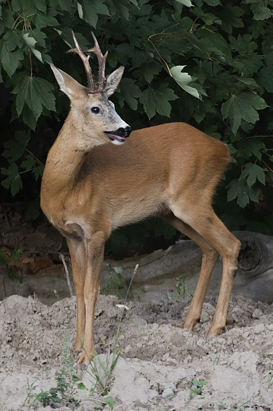 The Roe deer card