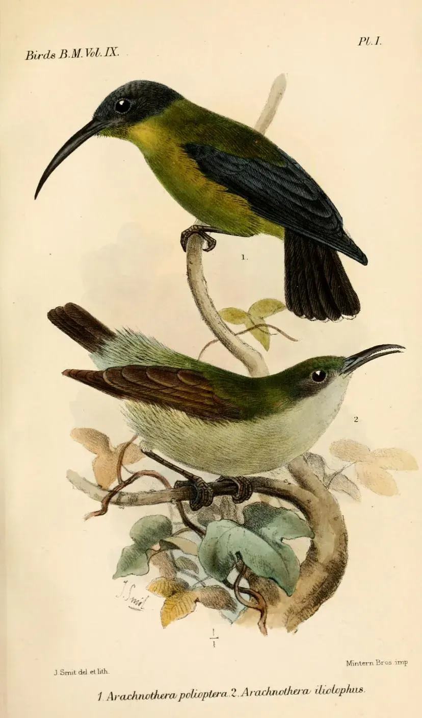 La carte Oedistoma