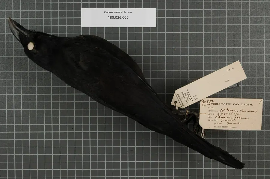 The Violet crow card