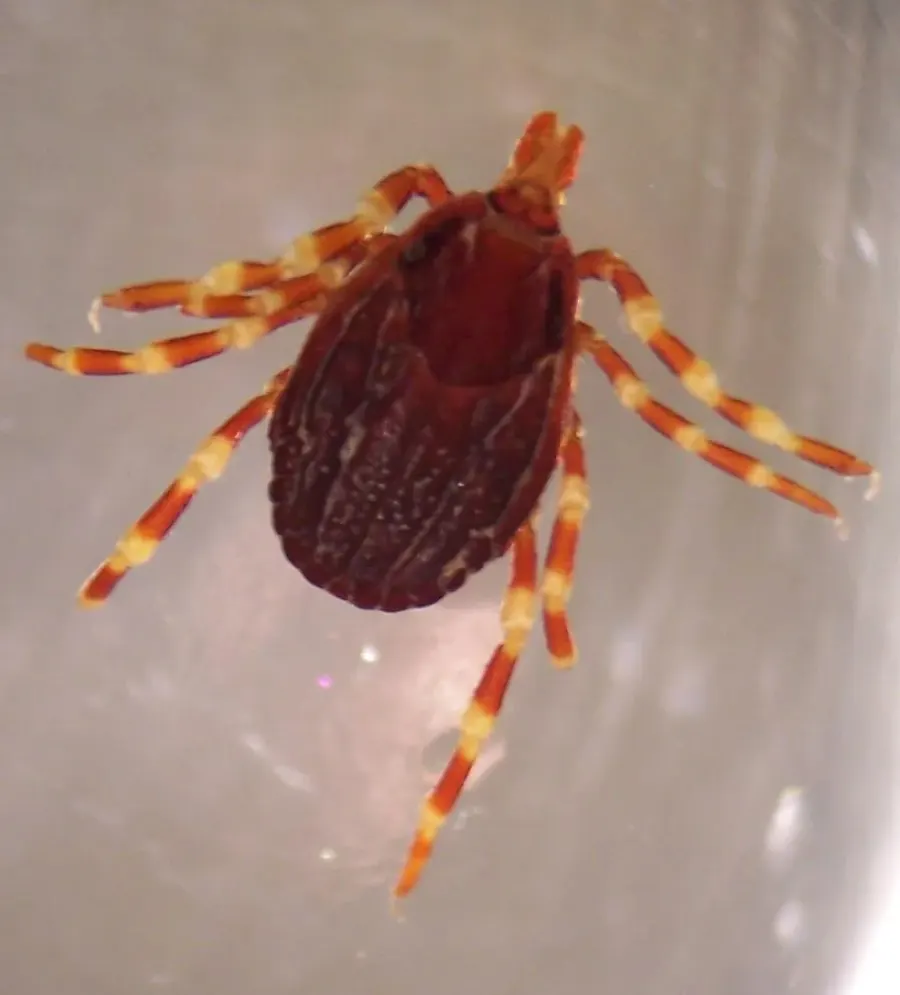 La carte Hyalomma marginatum