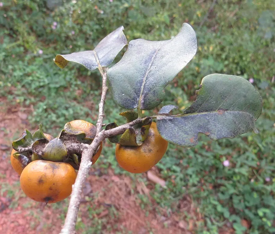 The Diospyros montana card