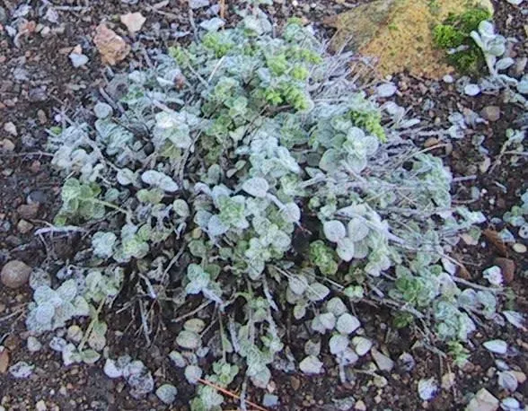 The Origanum dictamnus card