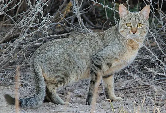 The Southern African wildcat card