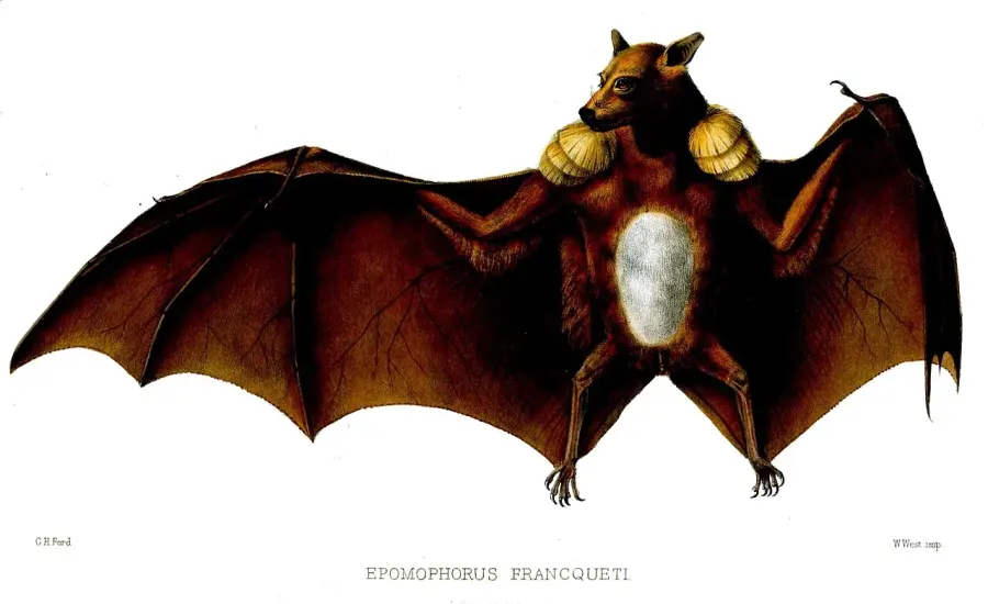 The Epomops card