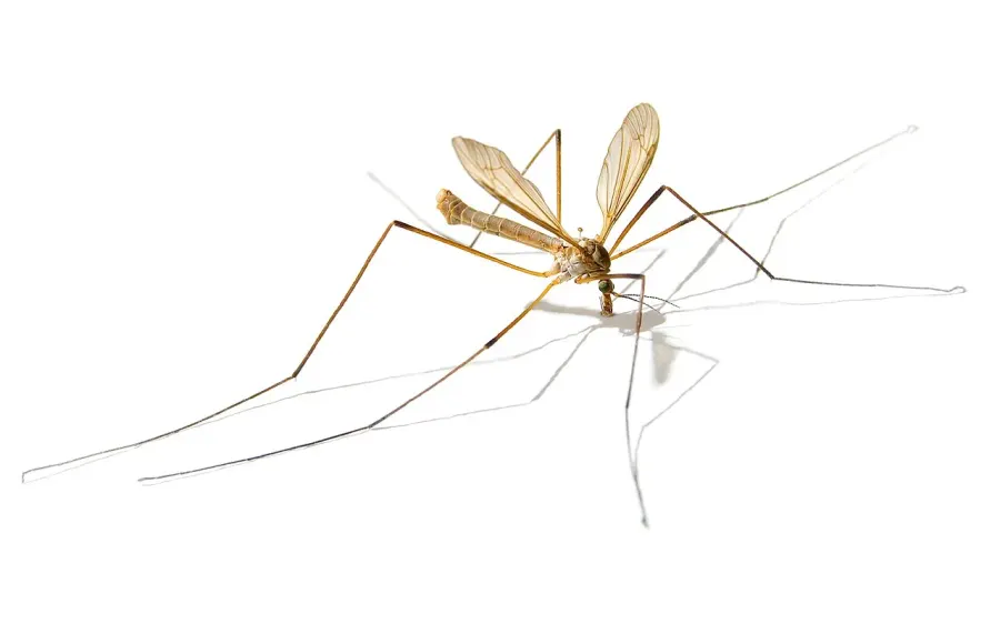 La carte Tipuloidea