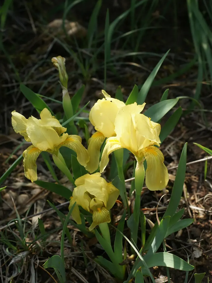 La carte Iris lutescens