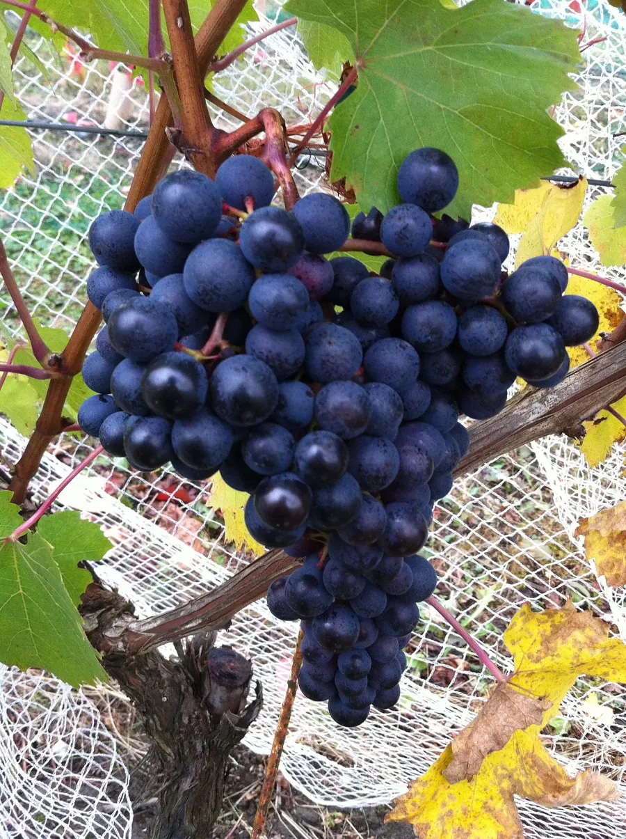 The Dolcetto card