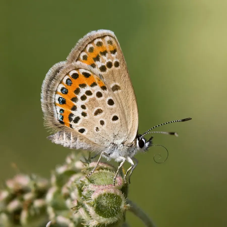 La carte Plebejus