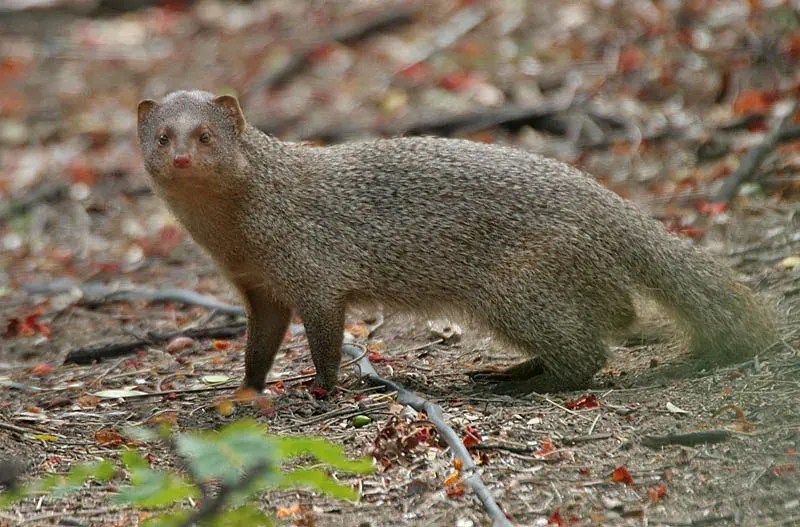 The Indian grey mongoose card