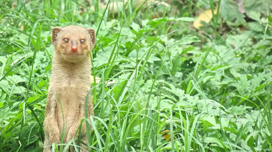 The Small Indian mongoose card