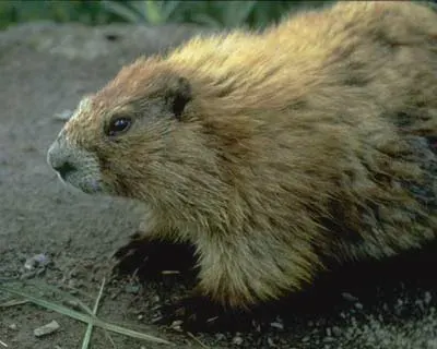 La carte Marmota olympus