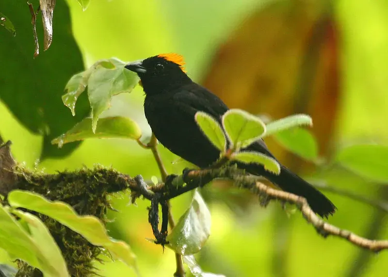 The Tawny-crested tanager card