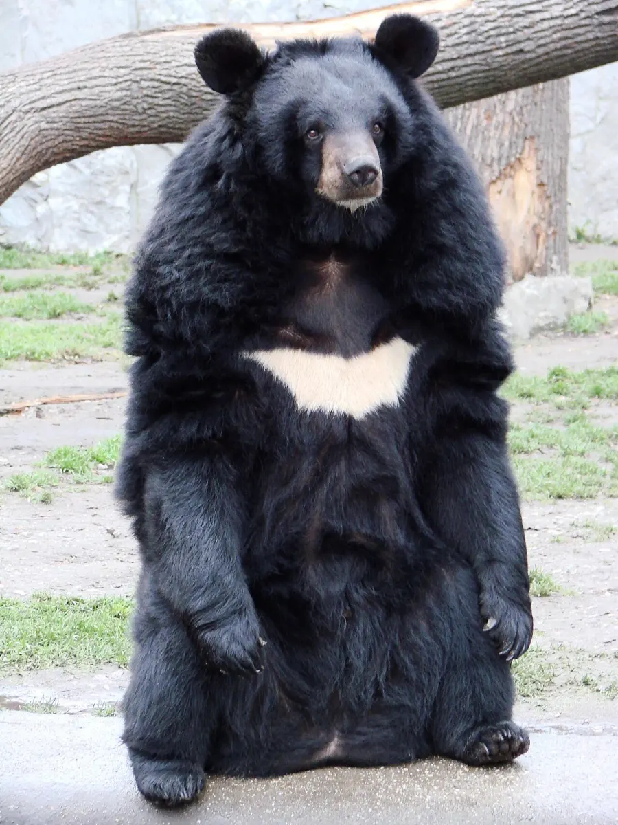 La carte Ursus thibetanus