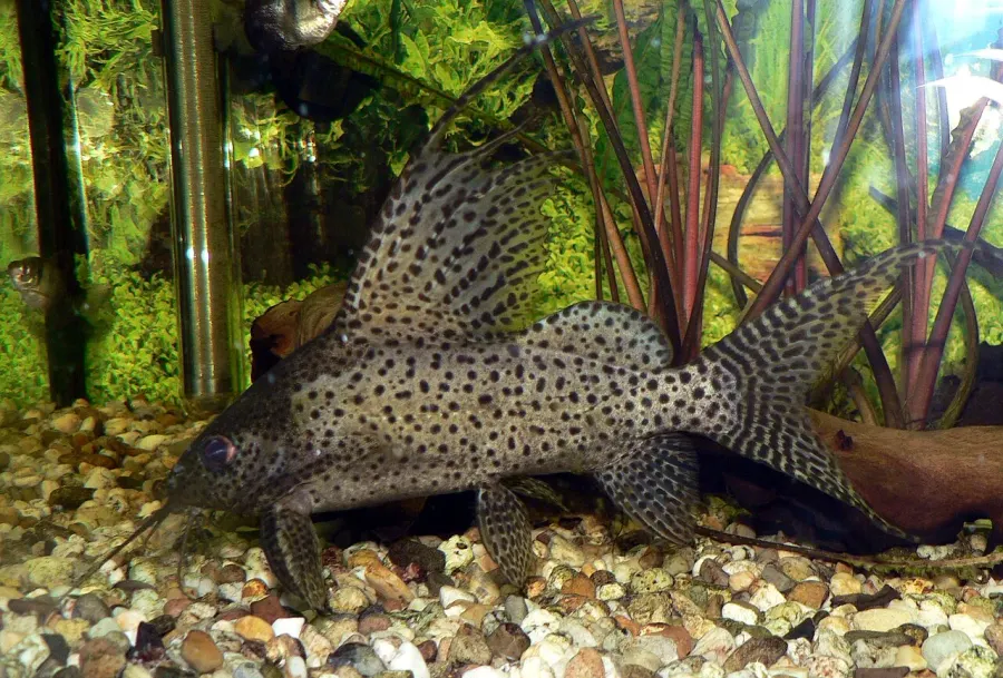 La carte Synodontis eupterus
