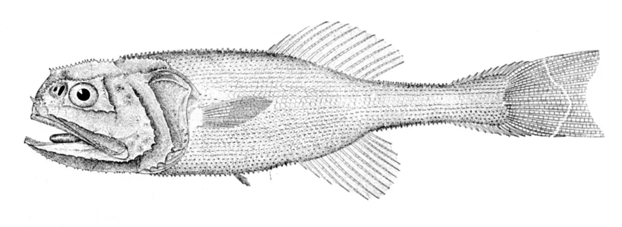 La carte Stephanoberycidae