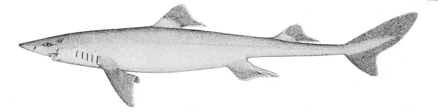 La carte Squalidae