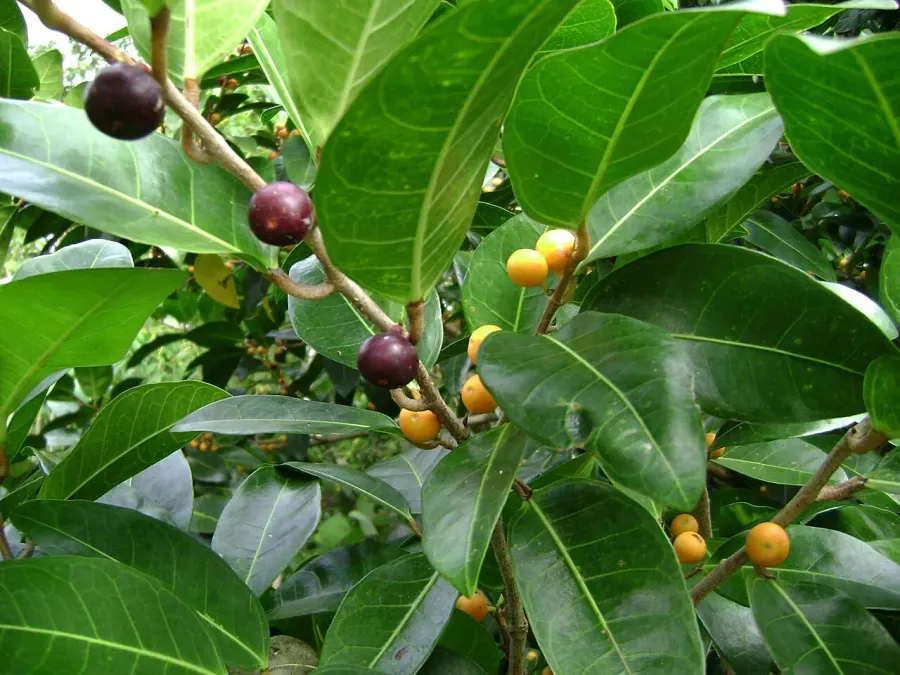 La carte Ficus tinctoria