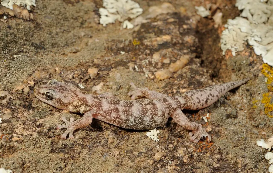 La carte Euleptes europaea