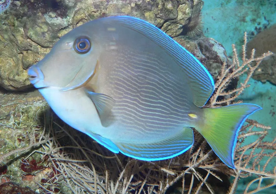 La carte Ctenochaetus hawaiiensis