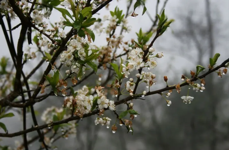 The Prunus salicina card