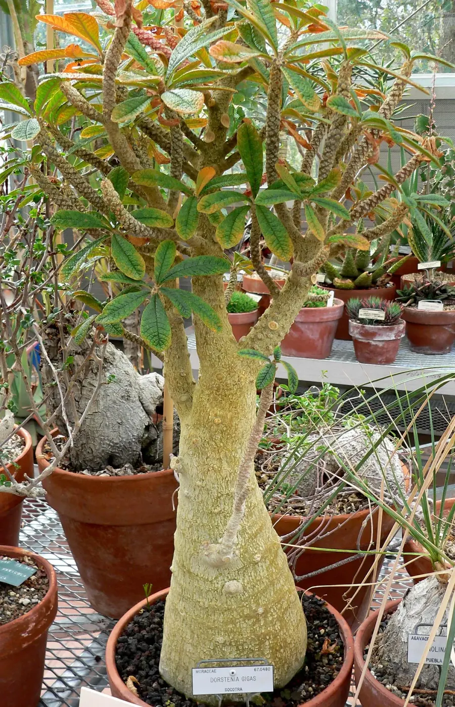 The Dorstenia card
