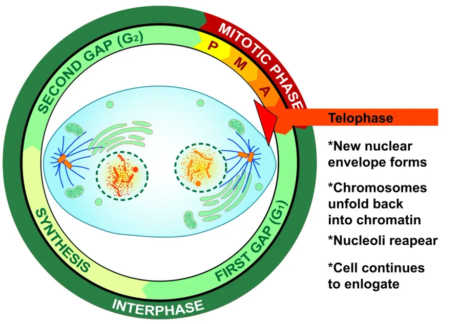 La carte Télophase