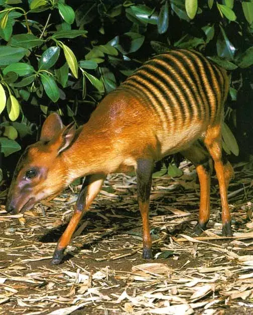 La carte Cephalophus zebra
