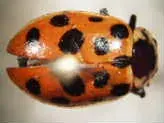 La carte Hippodamia tredecimpunctata