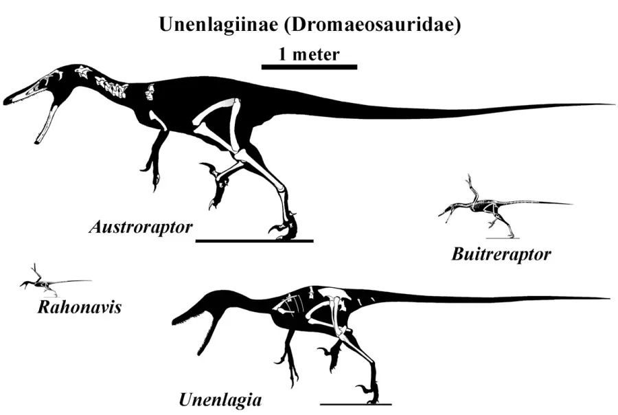 The Unenlagiinae card