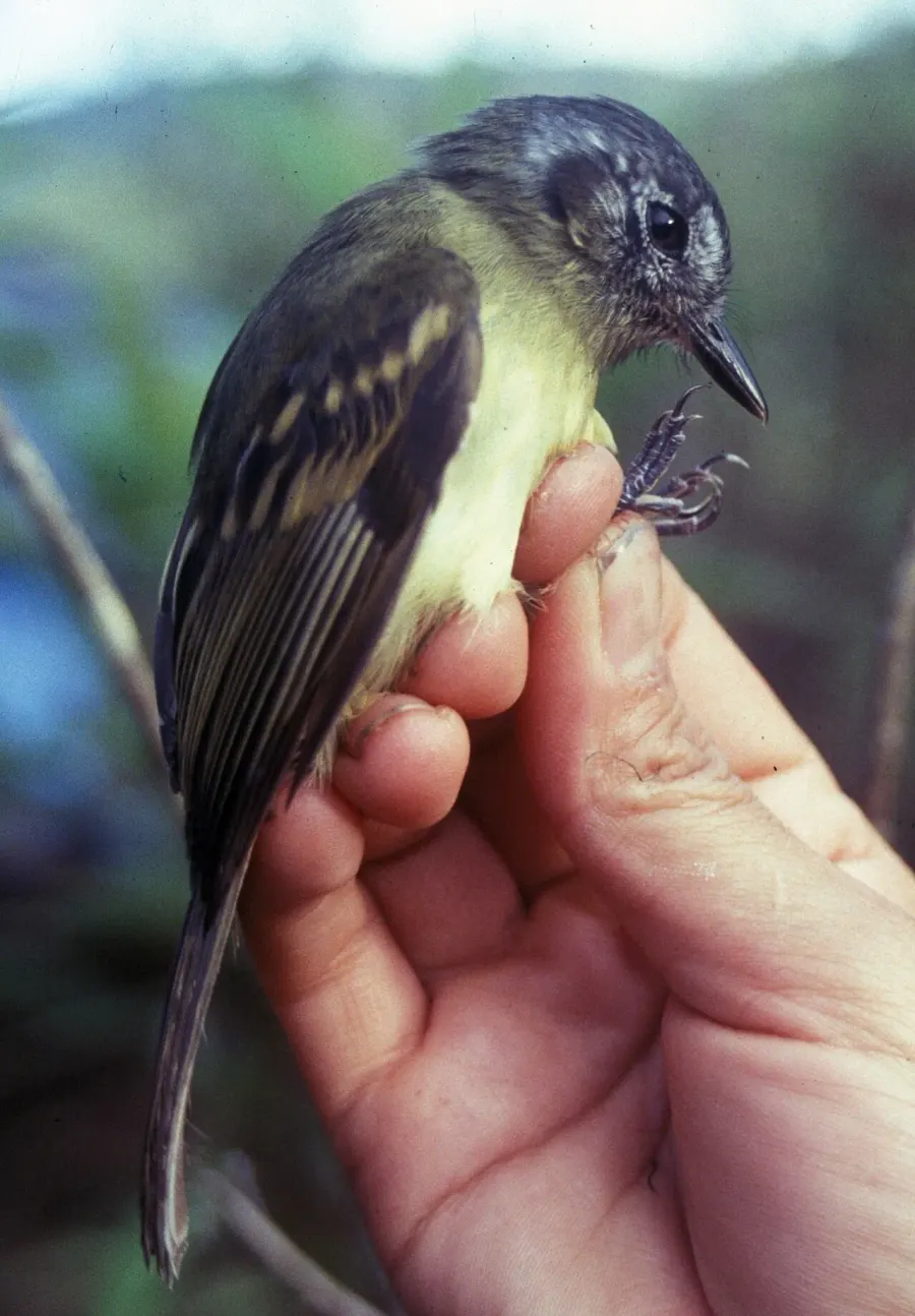 The Slaty-capped flycatcher card