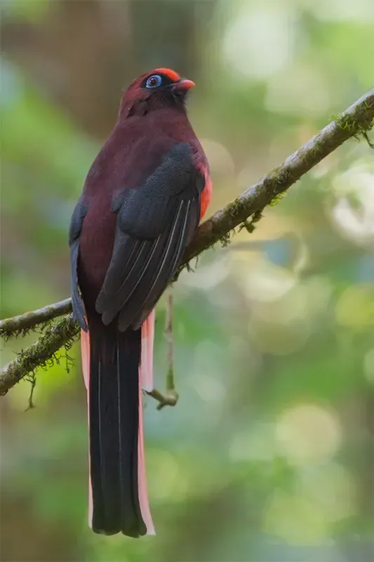 The Ward's trogon card