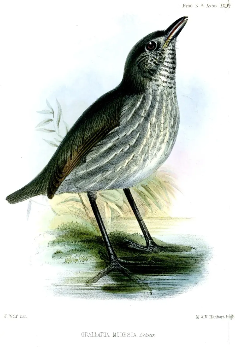 The Thrush-like antpitta card