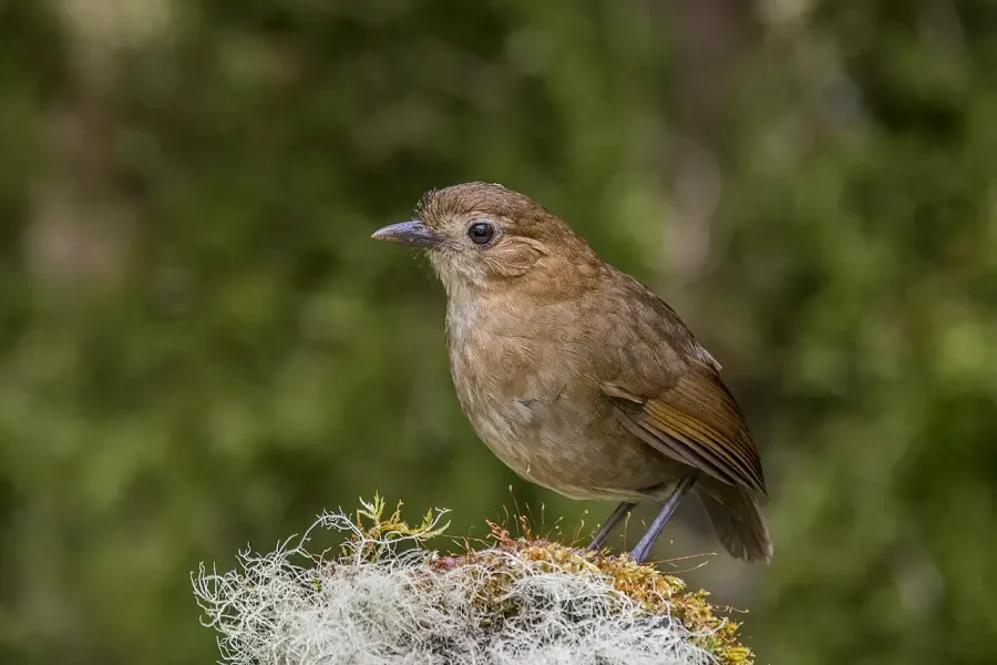The Brown-banded antpitta card