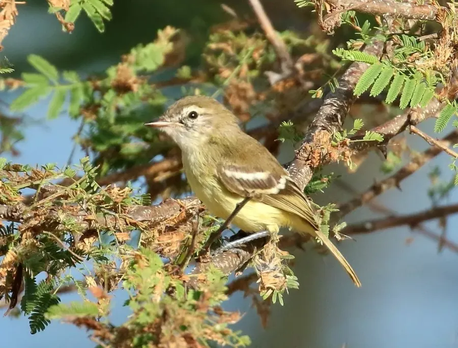 The Slender-billed inezia card