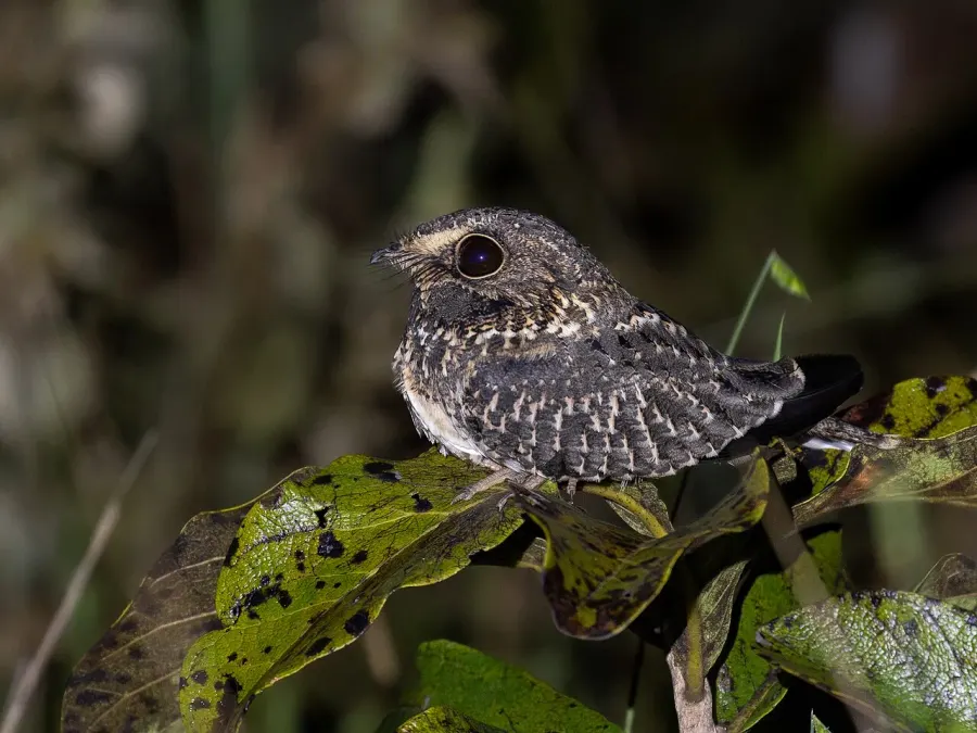 The Sickle-winged nightjar card