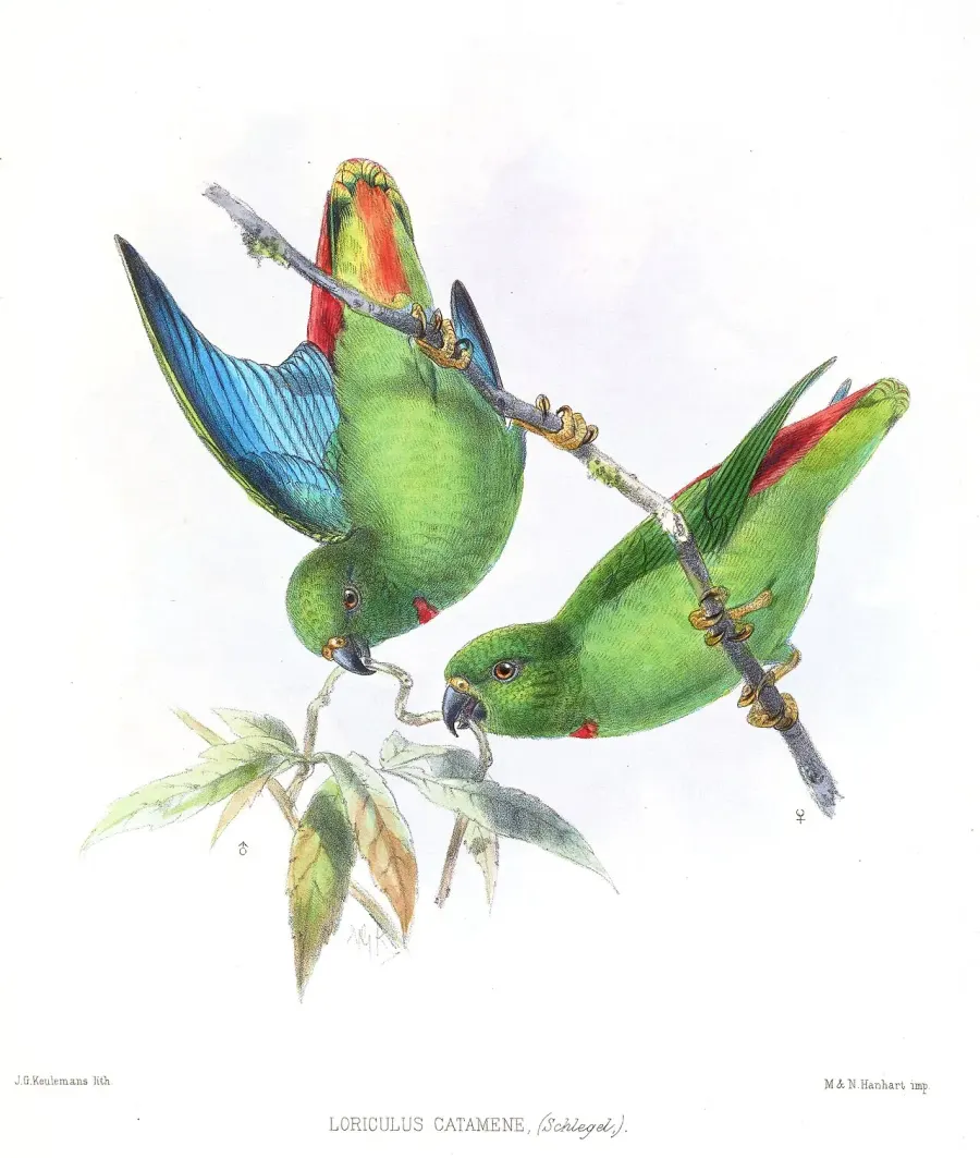 The Sangihe hanging parrot card