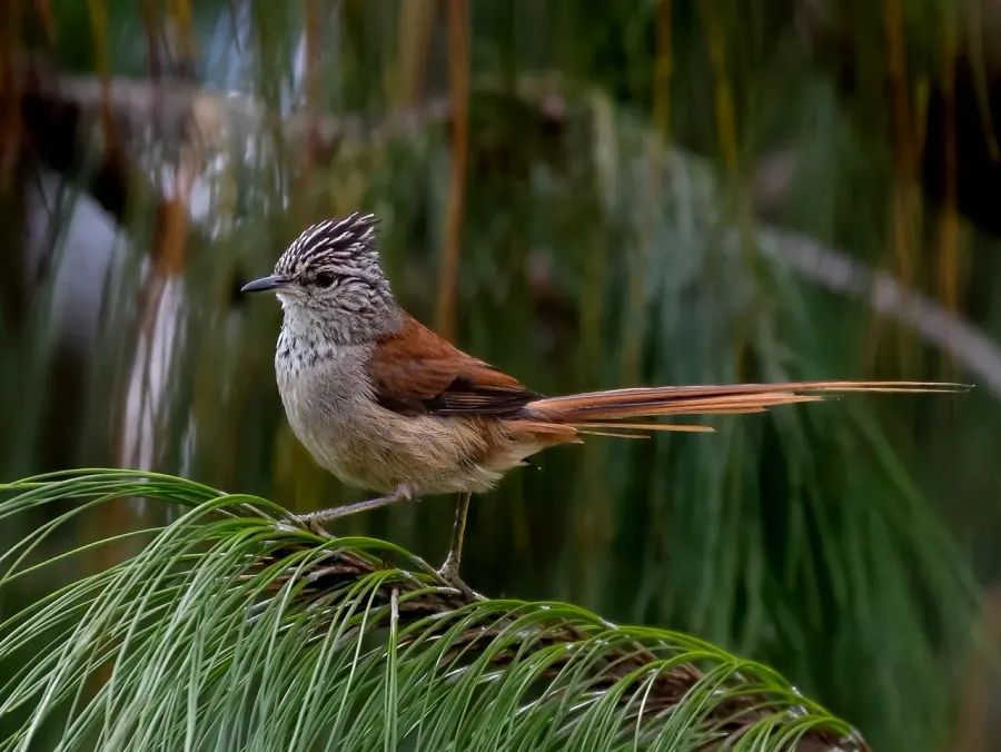 The Araucaria tit-spinetail card